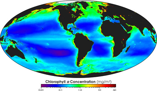 Global Chlorophyll 