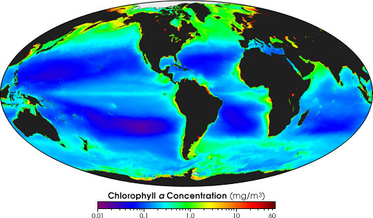 Sea Surface Chlorophyll Map Global Chlorophyll