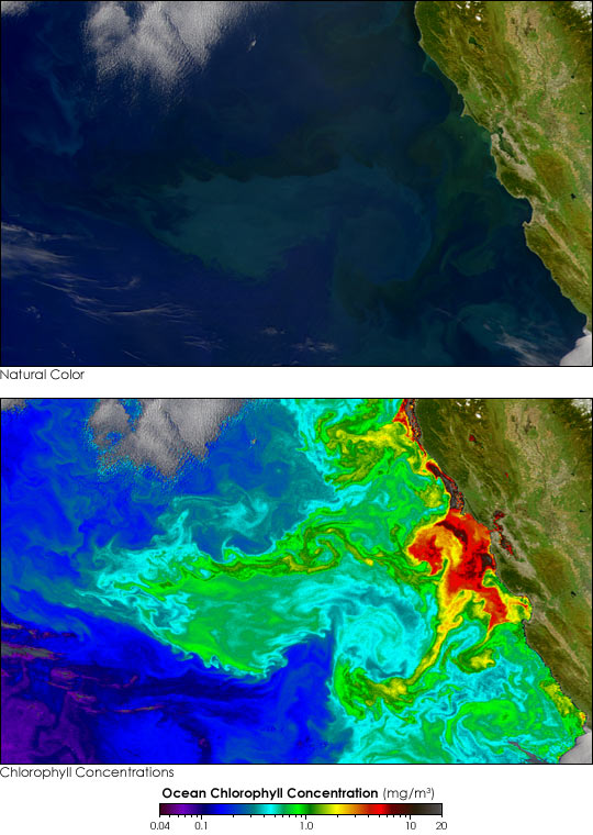 Phytoplankton off the Coast of California - related image preview