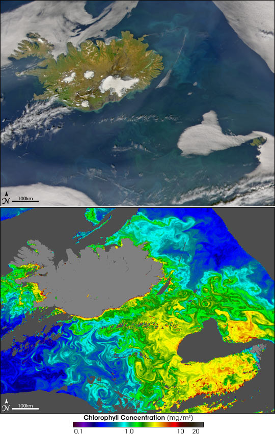 Phytoplankton around Iceland