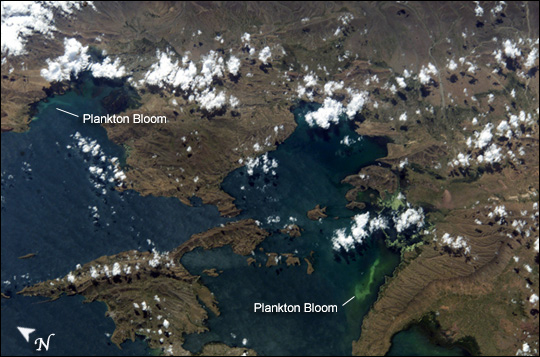 Plankton Bloom in Lake Titicaca