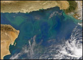 Phytoplankton Bloom in the Arabian Sea