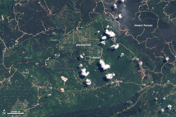 Deforestation in Malaysian Borneo