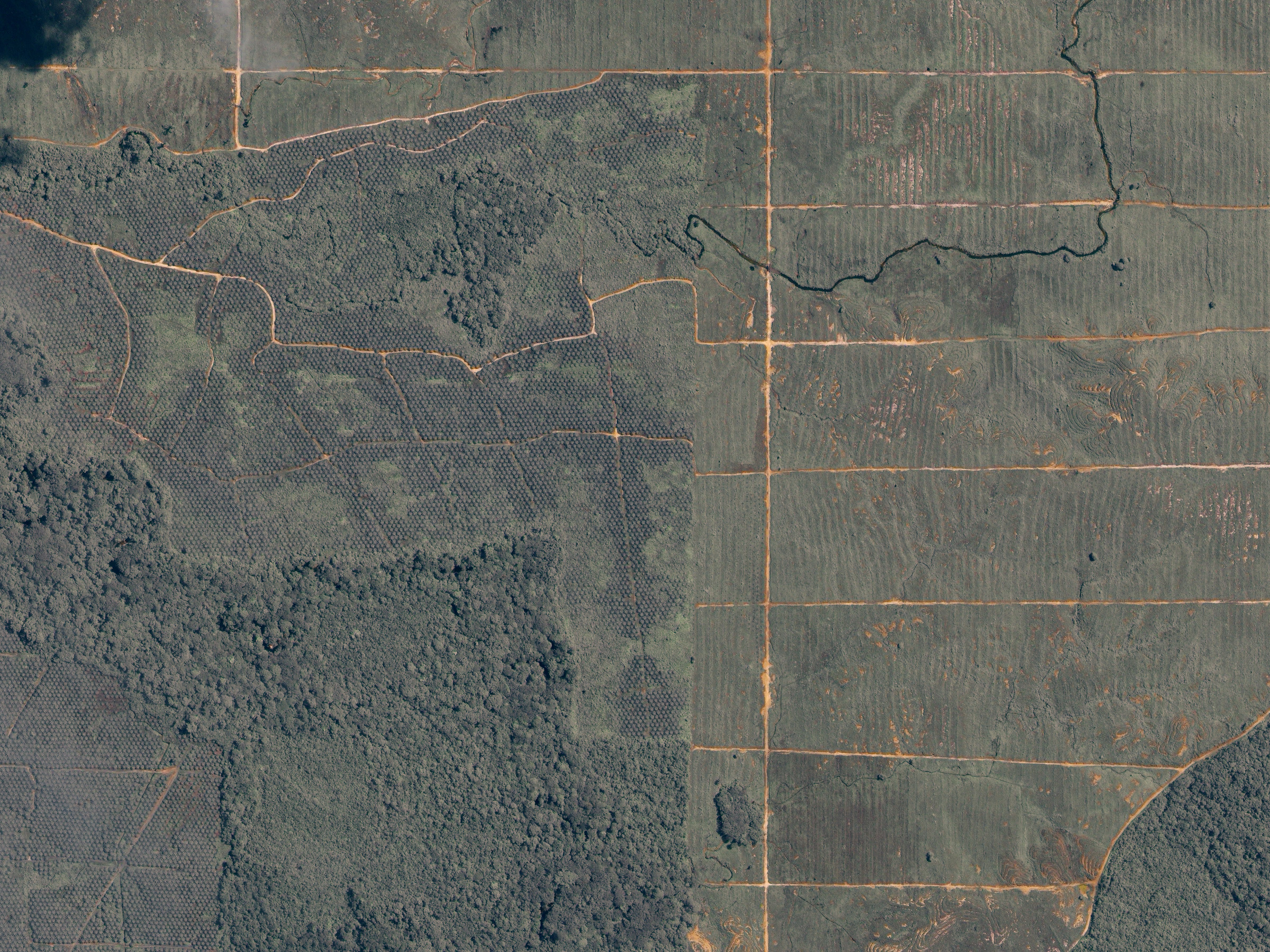 Deforestation in Malaysian Borneo - related image preview