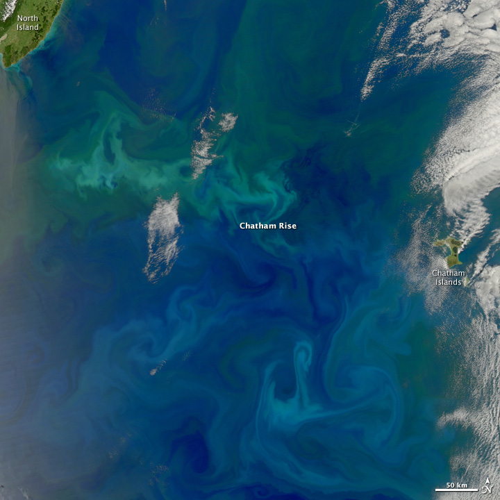 Phytoplankton Bloom Over Chatham Rise, South Pacific