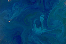 Phytoplankton Bloom Over Chatham Rise, South Pacific