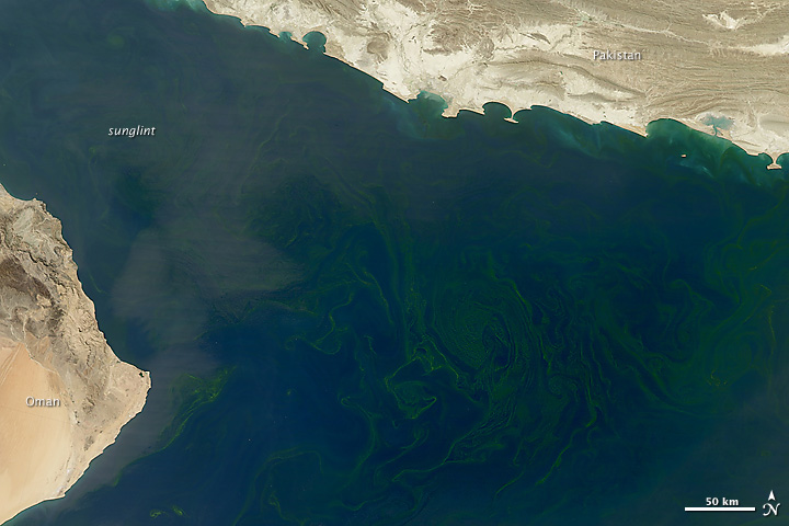 Phytoplankton Bloom in the Arabian Sea 
