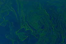 Phytoplankton Bloom in the Arabian Sea 