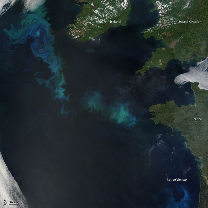 Phytoplankton Bloom in the North Atlantic