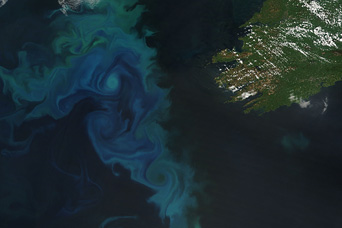 Phytoplankton Bloom in the North Atlantic - related image preview