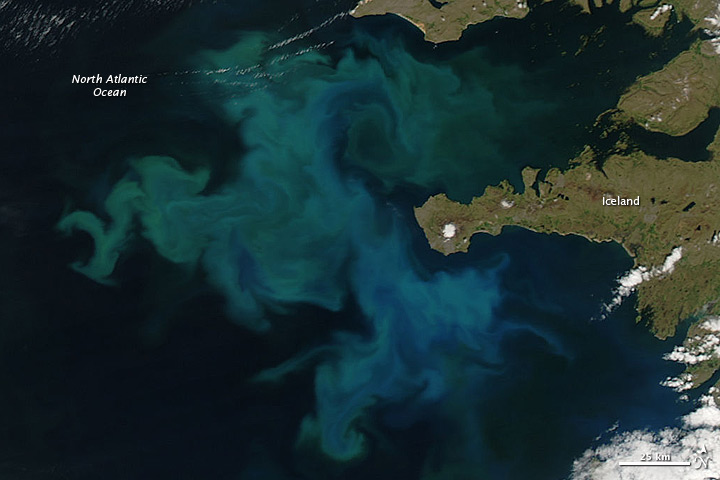 Phytoplankton Bloom off Iceland