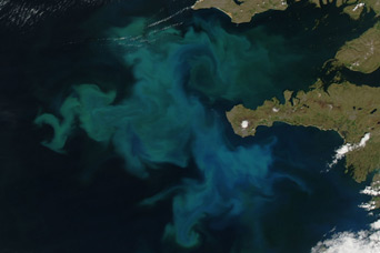 Phytoplankton Bloom off Iceland - related image preview