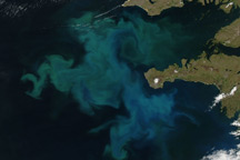 Phytoplankton Bloom off Iceland - selected image