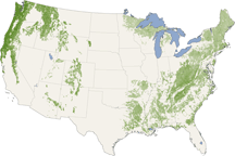 Forest Canopy Heights Across the United States