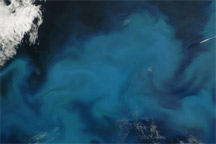 Phytoplankton Bloom off Newfoundland