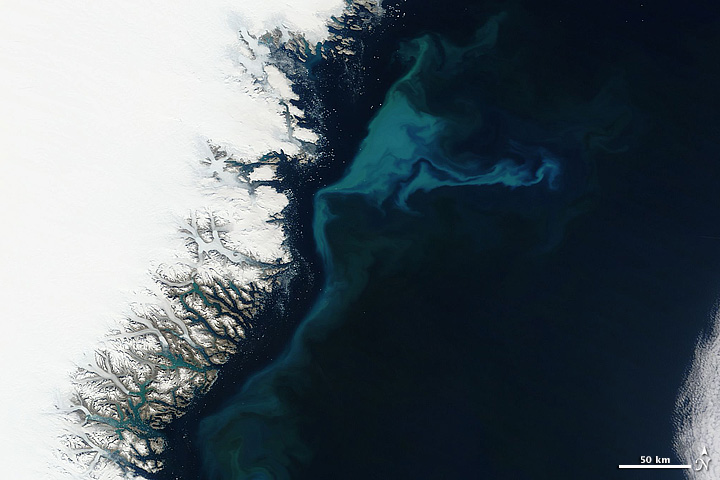 Phytoplankton Bloom off Greenland