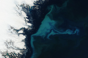 Phytoplankton Bloom off Greenland - related image preview