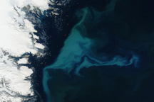 Phytoplankton Bloom off Greenland