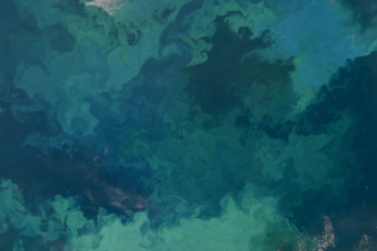 Phytoplankton Bloom in the Barents Sea - related image preview