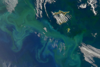 Bloom around the Chatham Islands, New Zealand - related image preview