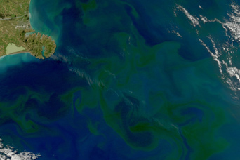 Summer Phytoplankton Bloom near New Zealand - related image preview