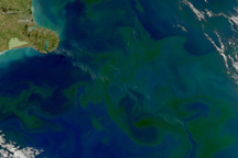 Summer Phytoplankton Bloom near New Zealand