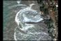 Tsunami Strikes Sri Lanka Tsunami Strikes Sri Lanka