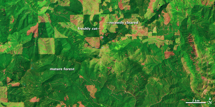 Logging and Regrowth in Washington State