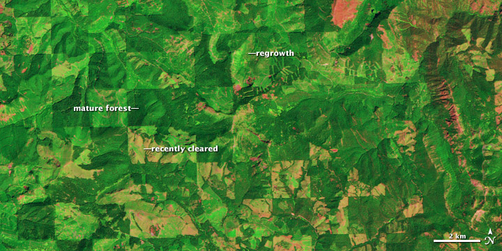 Logging and Regrowth in Washington State