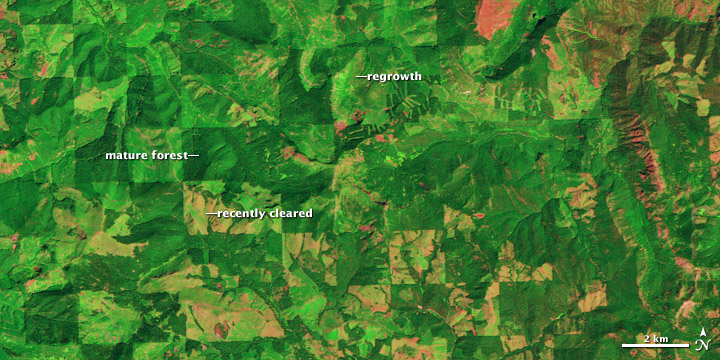 Logging and Regrowth in Washington State - related image preview