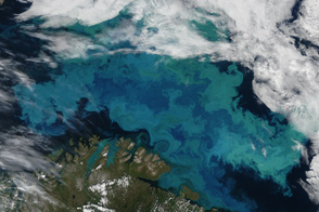 Bloom in the Barents Sea