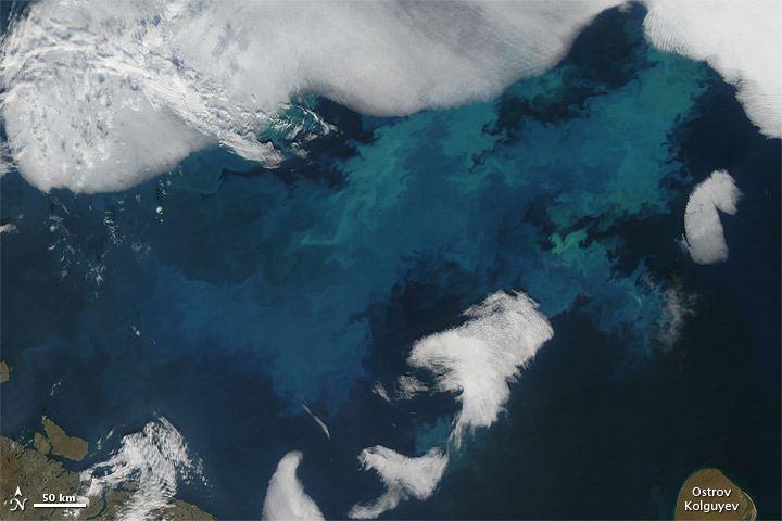 Bloom in the Barents Sea