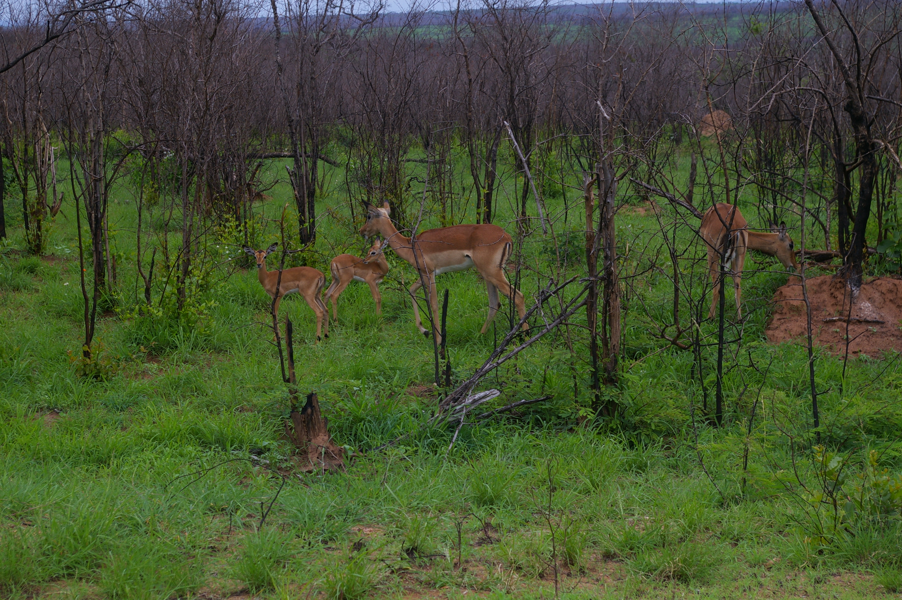 Grassland Restoration in Kruger National Park - related image preview