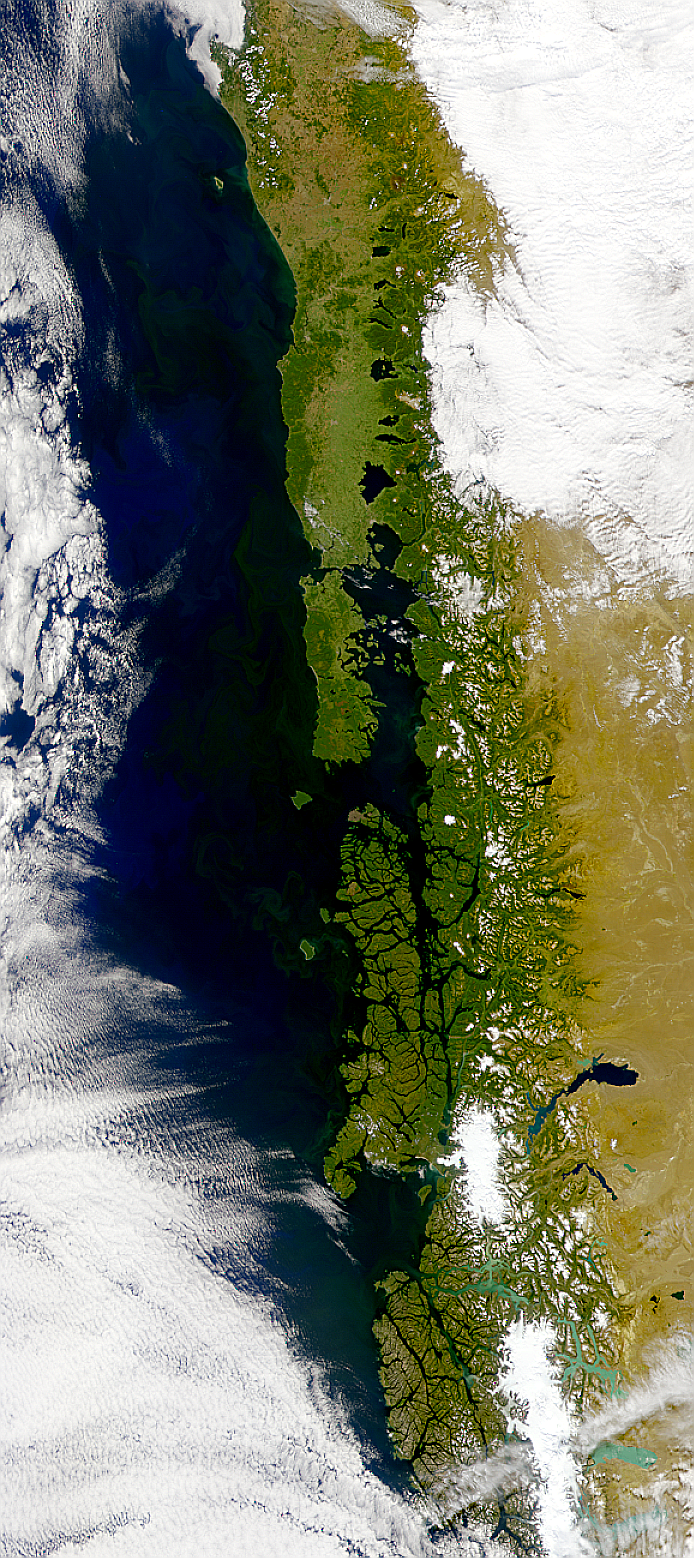 Chilean Coastal Blooms - related image preview