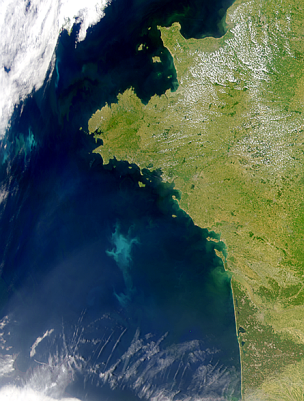 Bright Bloom in Bay of Biscay - related image preview