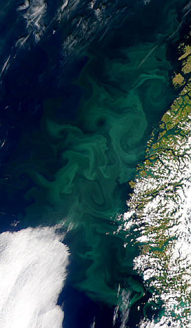 Norwegian Sea Bloom - related image preview