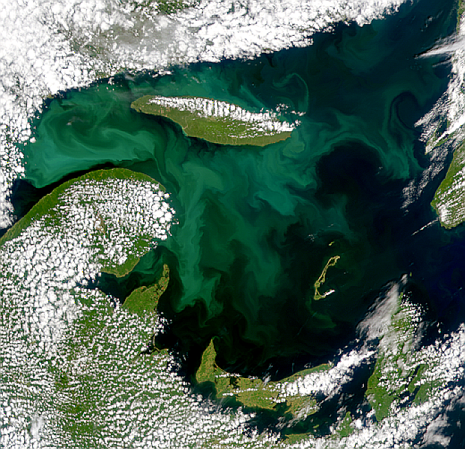 Bright Bloom in Gulf of St. Lawrence - related image preview