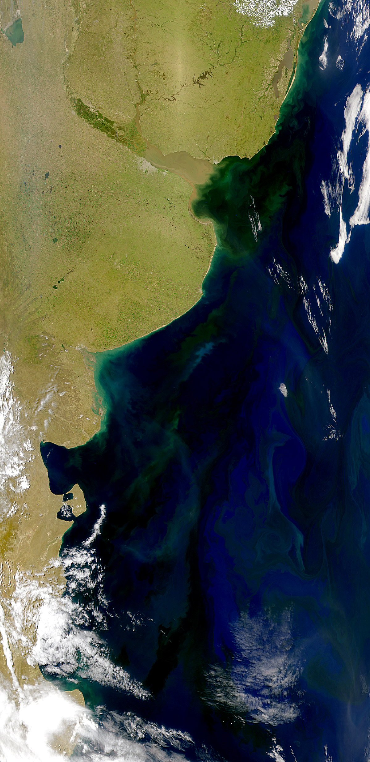 Argentine Coastal Blooms - related image preview
