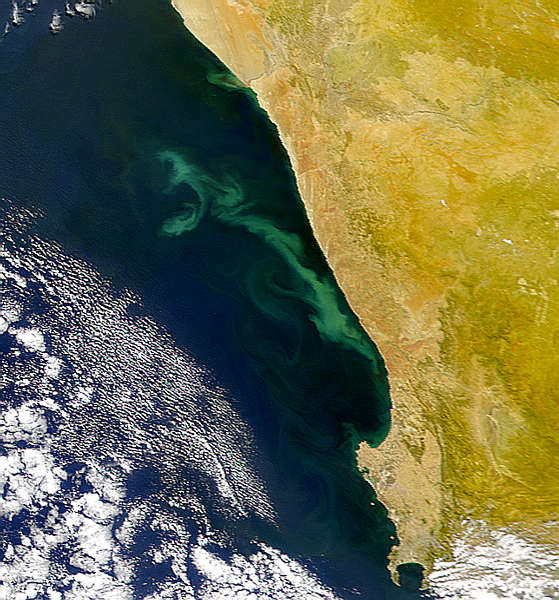 South Africa Algal Bloom - related image preview