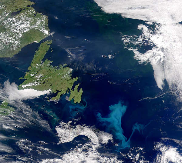 Phytoplankton Bloom off Grand Banks - related image preview