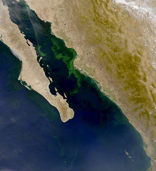 SeaWiFS: Phytoplankton Bloom in Gulf of California - related image preview