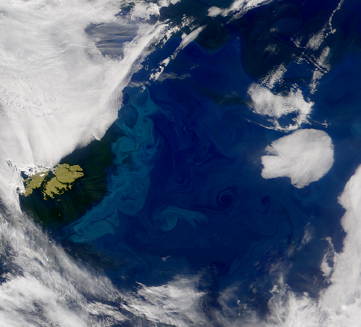 SeaWiFS: Falkland Islands - related image preview