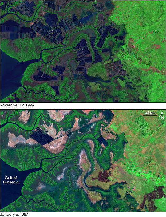 shrimp farming mangroves