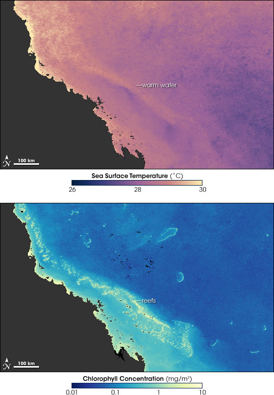 Bleaching on the Great Barrier Reef