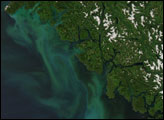 Phytoplankton Bloom off Vancouver Island
