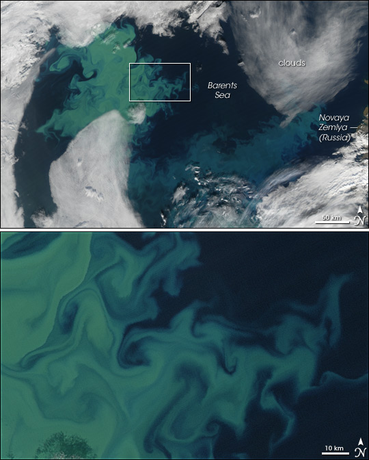 Barents Sea Phytoplankton Bloom