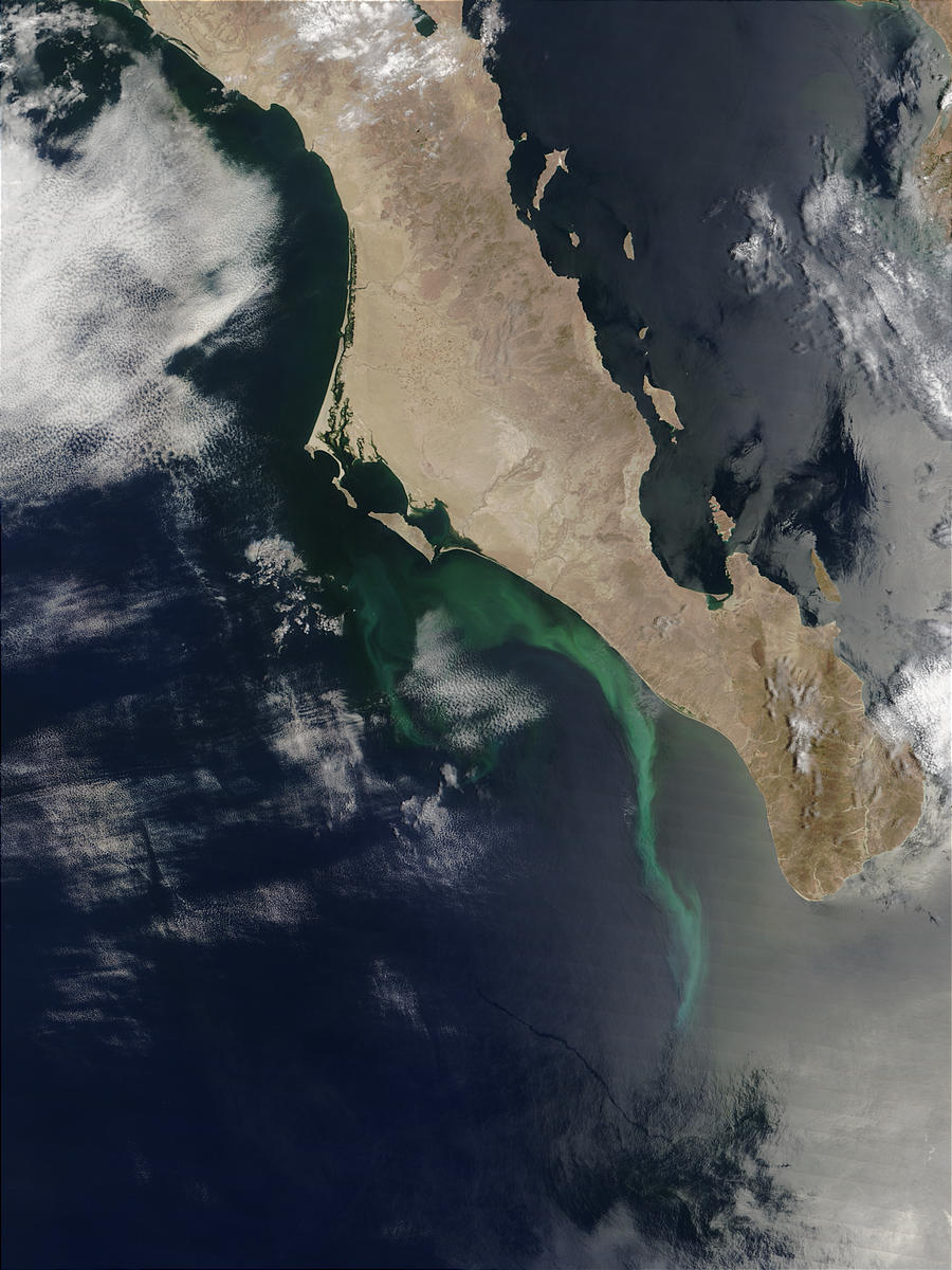 Phytoplankton bloom or sulfur plumes off Baja California - related image preview