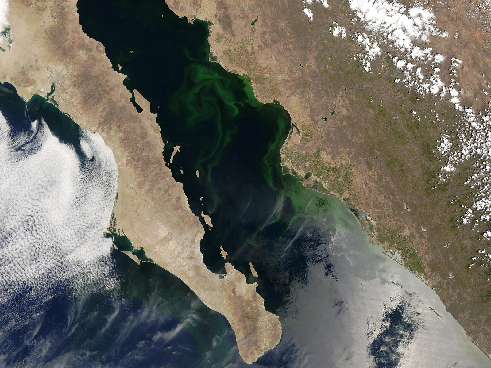Phytoplankton bloom in Gulf of California, Mexico - related image preview
