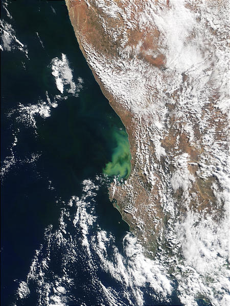 Phytoplankton bloom off South Africa - related image preview