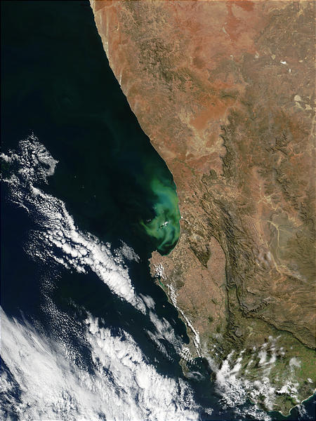 Phytoplankton bloom off South Africa - related image preview